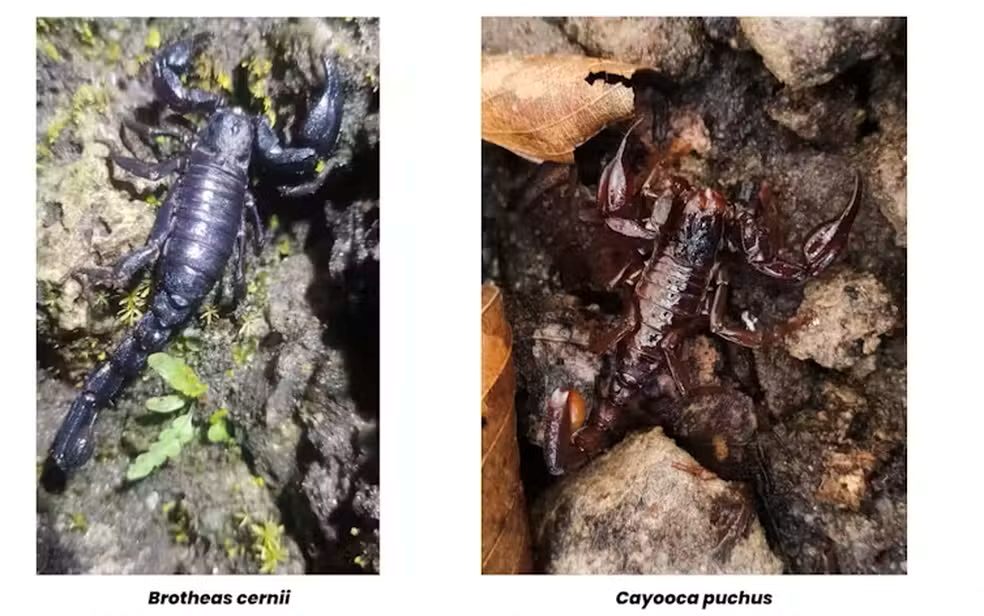 As duas novas espécies de escorpião lado a lado sobre o afloramento rochoso onde foram encontradas