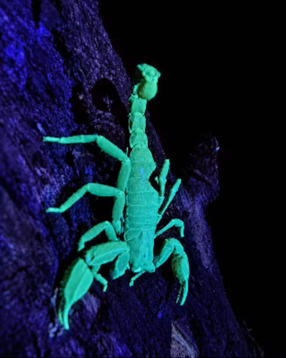 Escorpião fluorescendo em tom esverdeado sob luz ultravioleta durante busca noturna em campo