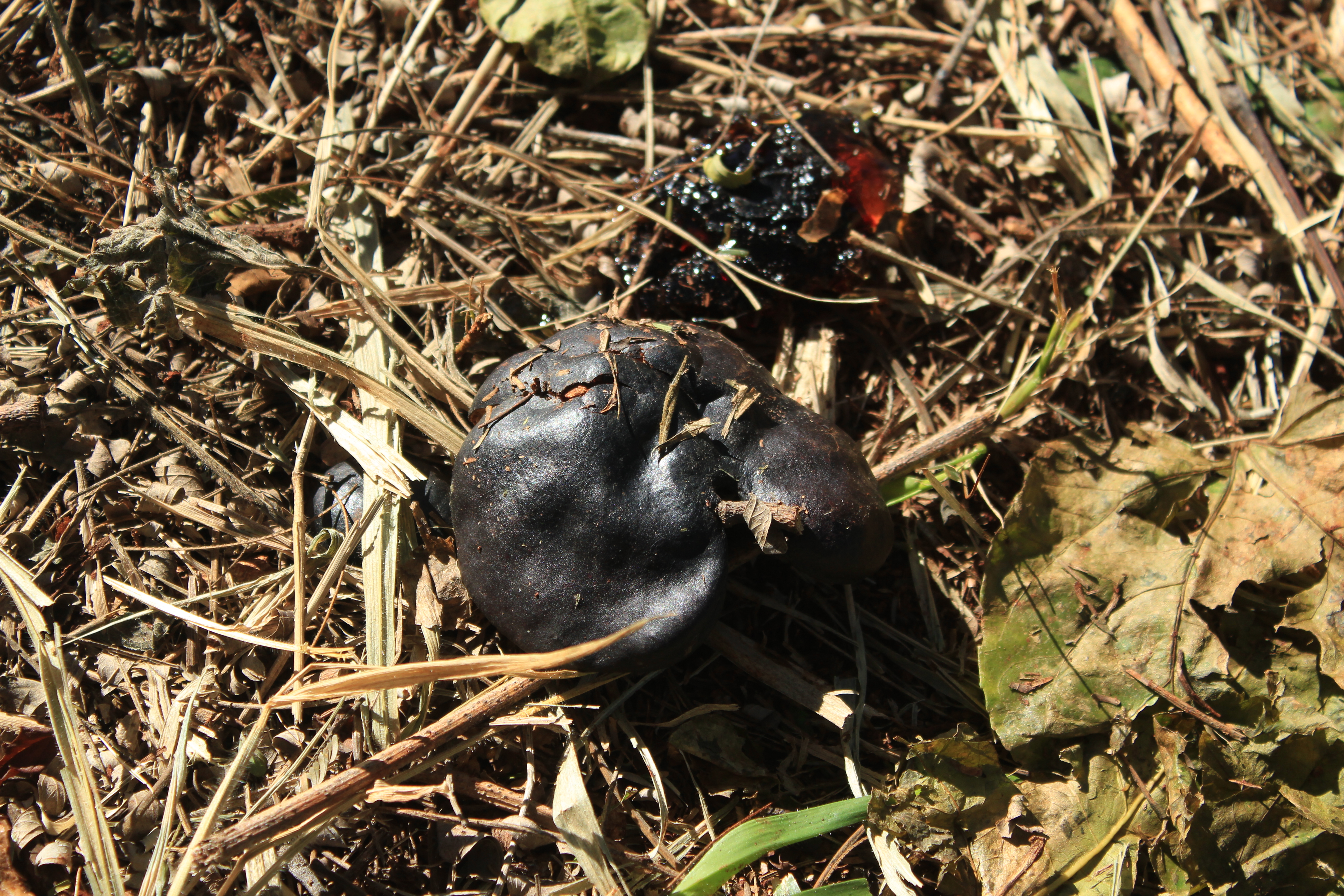 Fungo e biota do solo registrados sobre a serapilheira durante a caracterização da área